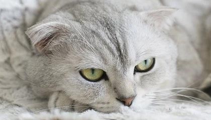 Jiuyou-【比赛总结】胜负背后隐藏的战术智慧，比赛有胜负的下一句